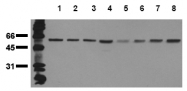AM20210PU-N - Beclin-1