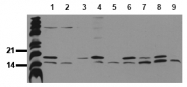 AM20213PU-N - LC3B