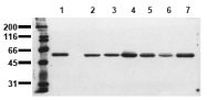AM00146PU-N - SRC1