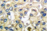 AP06119PU-N - CD332 / FGFR-2