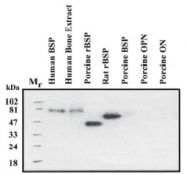 AM02057PU-S - Bone sialoprotein 2
