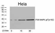 AP02505PU-S - MAP kinase p38 alpha / MAPK14