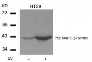 AP02504PU-S - MAP kinase p38 alpha / MAPK14