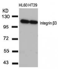 AP02622PU-N - CD61 / ITGB3