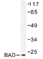 AP20193PU-N - Bcl-2-like 8