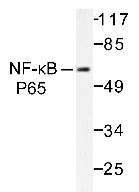 AP20196PU-N - RELA / NF-kB p65
