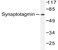 AP20200PU-N - Synaptotagmin-1