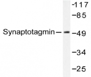 AP20201PU-N - Synaptotagmin-1