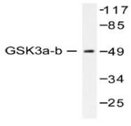 AP20202PU-N - GSK3 alpha