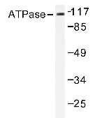 AP20203PU-N - ATP1A1