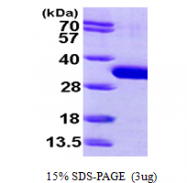 AR09701PU-L - SBDS