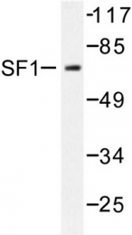 AP06579PU-N - Steroidogenic factor 1