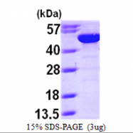 AR09703PU-L - Bleomycin hydrolase