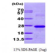 AR09711PU-N - Calneuron-1