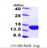 AR09718PU-L - Parvalbumin alpha / PVALB