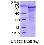 AR09719PU-N - TNIP1
