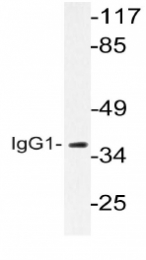 AP20578PU-N - Human IgG1
