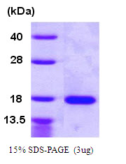 AR09726PU-L - VEGF-A