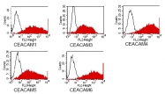 DM1204 - CD66e / CEACAM5