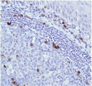 AM20272PU-S - Immunoglobulin J chain