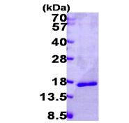 AR09736PU-N - Galectin-14