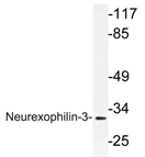 AP21203PU-N - Neurexophilin-3
