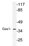 AP21186PU-N - GAS1