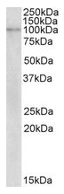 AP21278PU-N - NLRX1 / NOD9