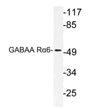 AP21175PU-N - GABAA Receptor alpha 6