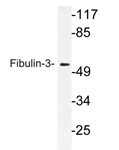 AP21171PU-N - Fibulin-3