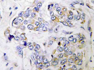 AP21164PU-N - DNA primase small subunit