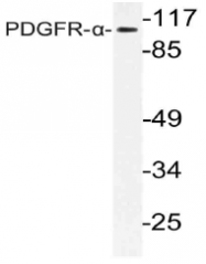 AP21128PU-N - CD140a / PDGFRA