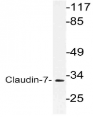 AP21132PU-N - Claudin-7 / CLDN7