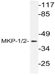 AP21137PU-N - DUSP1 / MKP1