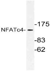 AP21139PU-N - NFATc4 / NFAT3