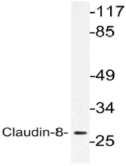 AP21149PU-N - Claudin-8 / CLDN8