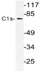 AP21153PU-N - C1s
