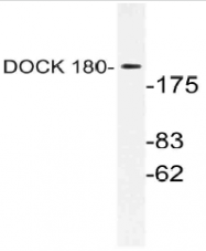 AP21159PU-N - DOCK1 / DOCK180