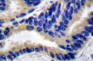 AP21048PU-N - Caspase-3