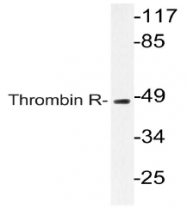 AP21049PU-N - Thrombin receptor / F2R
