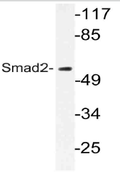 AP21054PU-N - SMAD2