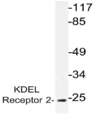 AP21062PU-N - KDEL Receptor 2 / KDELR2