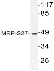 AP21074PU-N - MRPS27