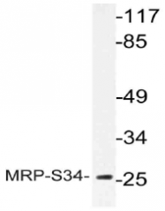 AP21075PU-N - MRPS34