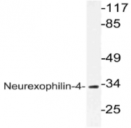 AP21080PU-N - Neurexophilin-4