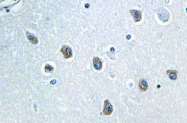 AP21080PU-N - Neurexophilin-4