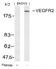 AP02619PU-S - CD309 / VEGFR-2 / Flk-1