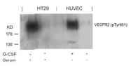 AP02384PU-S - CD309 / VEGFR-2 / Flk-1