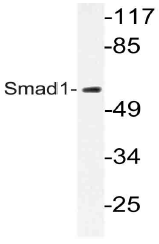 AP21086PU-N - SMAD1