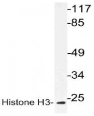 AP21088PU-N - Histone H3